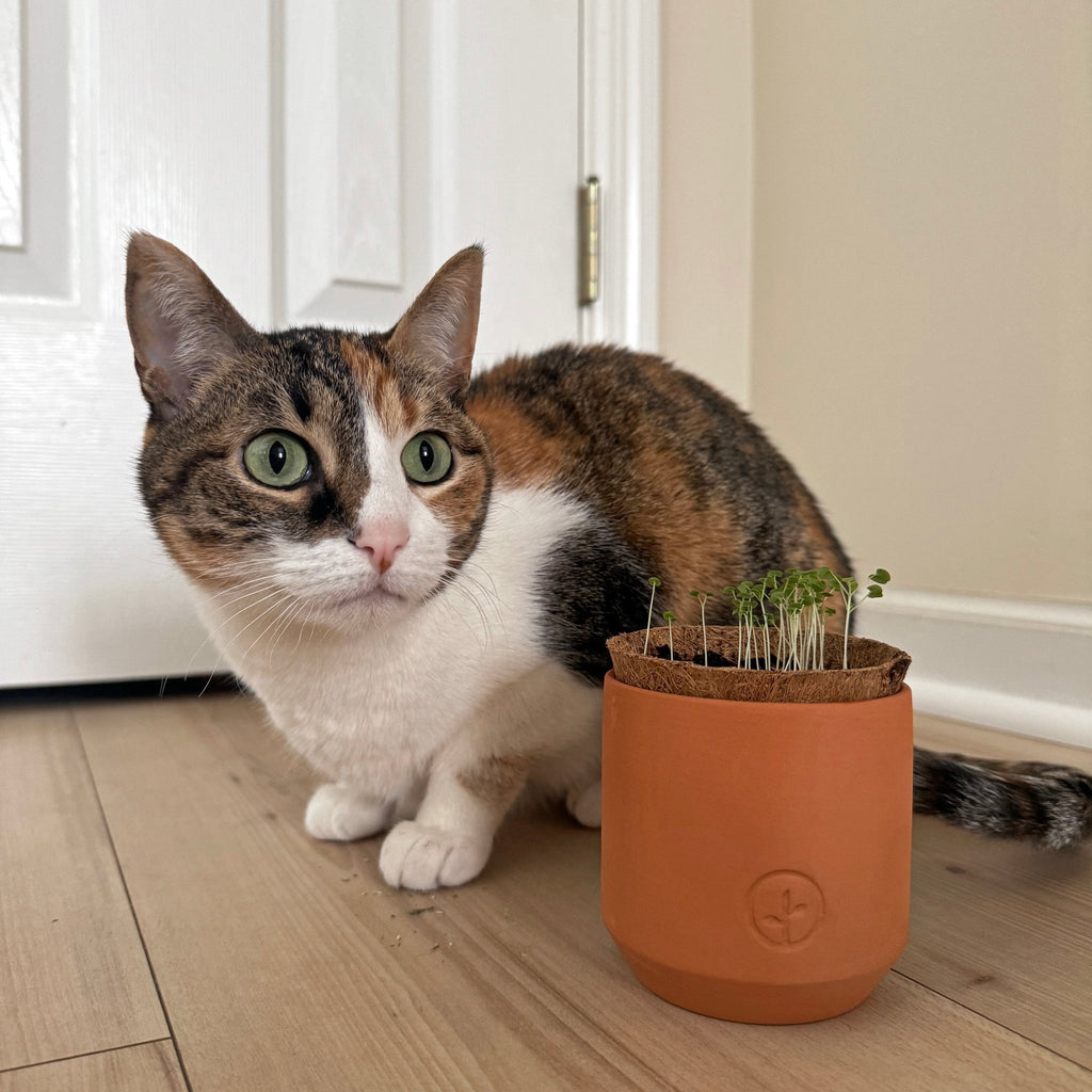 Pet Tiny Terracotta Grow Kits - Cheeky Garden