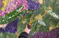 Philodendron Billietiae - Cheeky Garden
