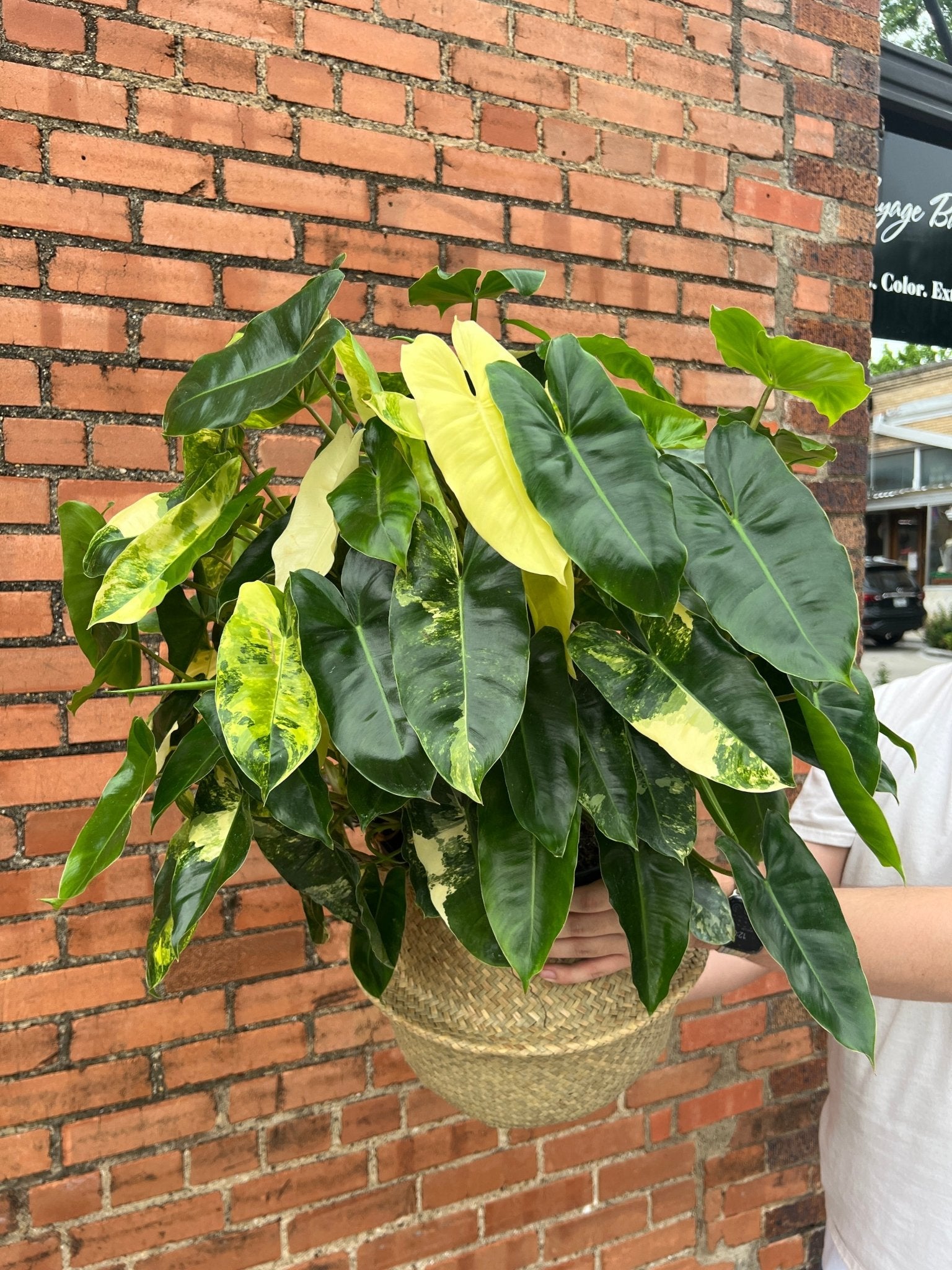 Philodendron Burle Marx Variegated - Cheeky Garden