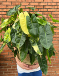 Philodendron Burle Marx Variegated - Cheeky Garden