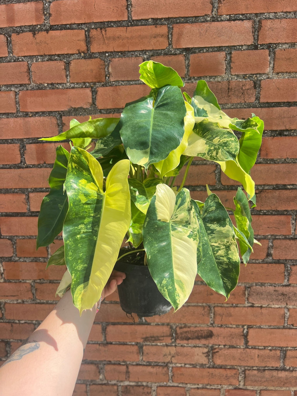 Philodendron Burle Marx Variegated - Cheeky Garden