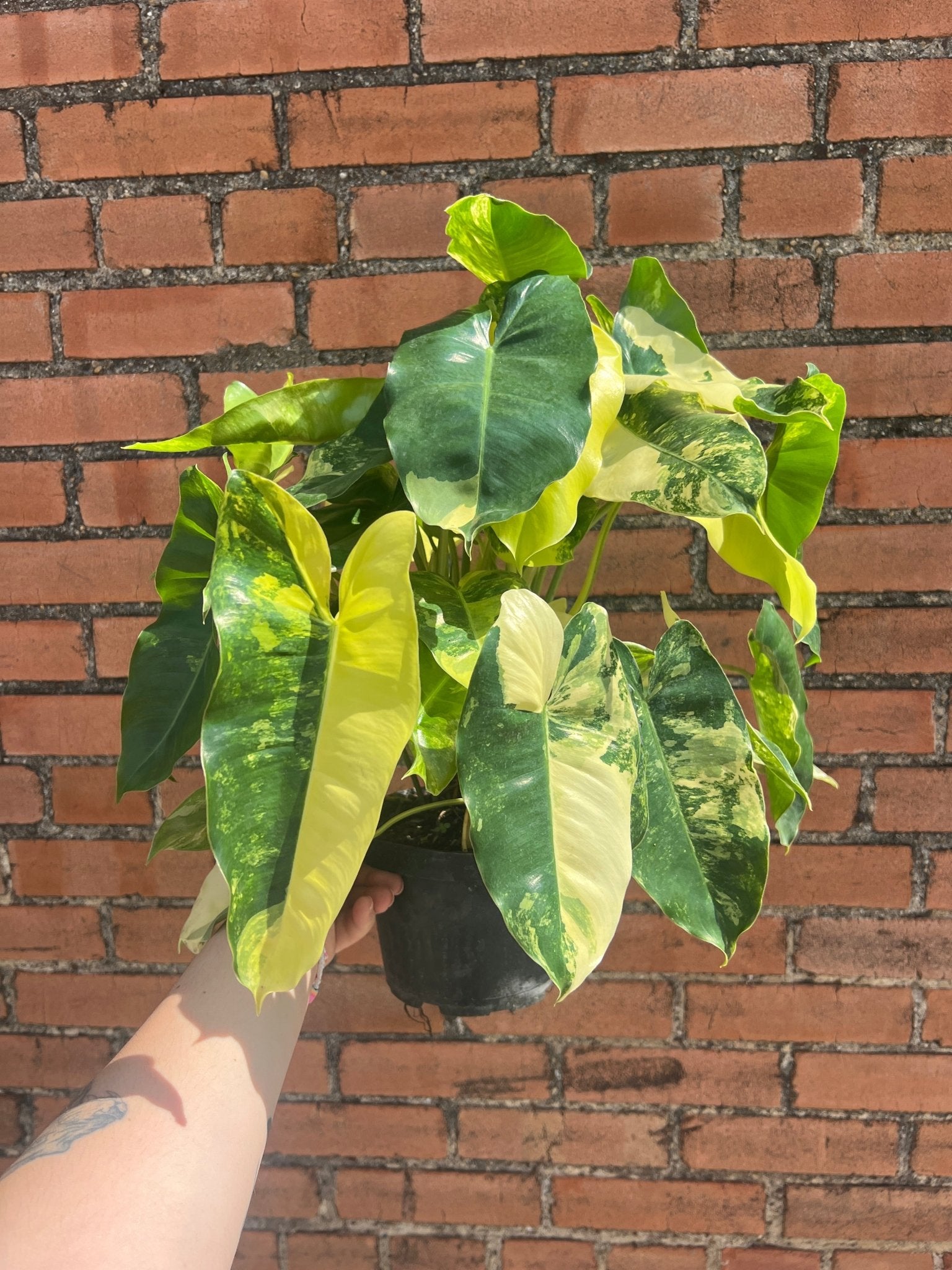 Philodendron Burle Marx Variegated - Cheeky Garden
