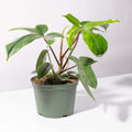 Philodendron ‘Florida Ghost’ - Cheeky Garden