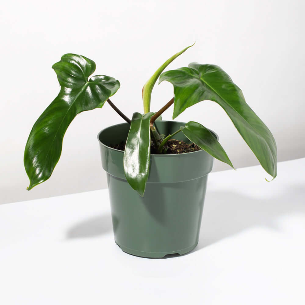 Philodendron ‘Florida Ghost’ - Cheeky Garden
