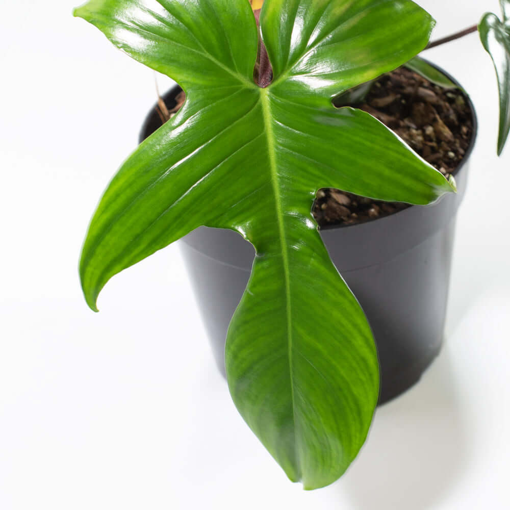Philodendron ‘Florida Ghost’ - Cheeky Garden