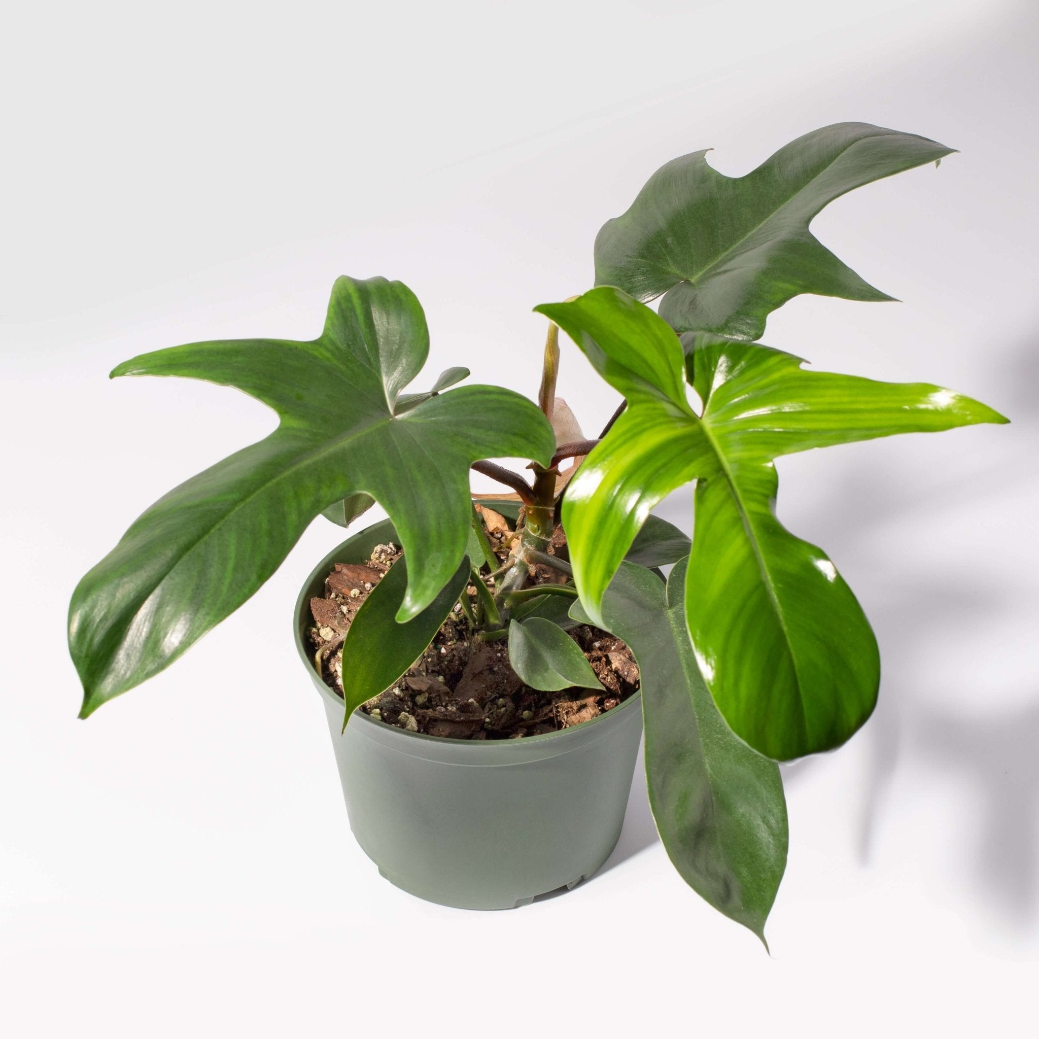 Philodendron ‘Florida Ghost’ - Cheeky Garden