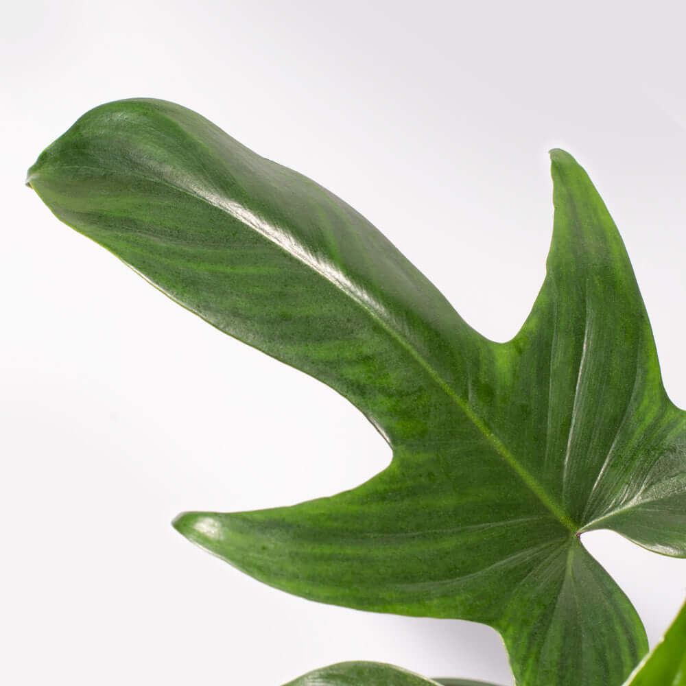 Philodendron ‘Florida Ghost’ - Cheeky Garden