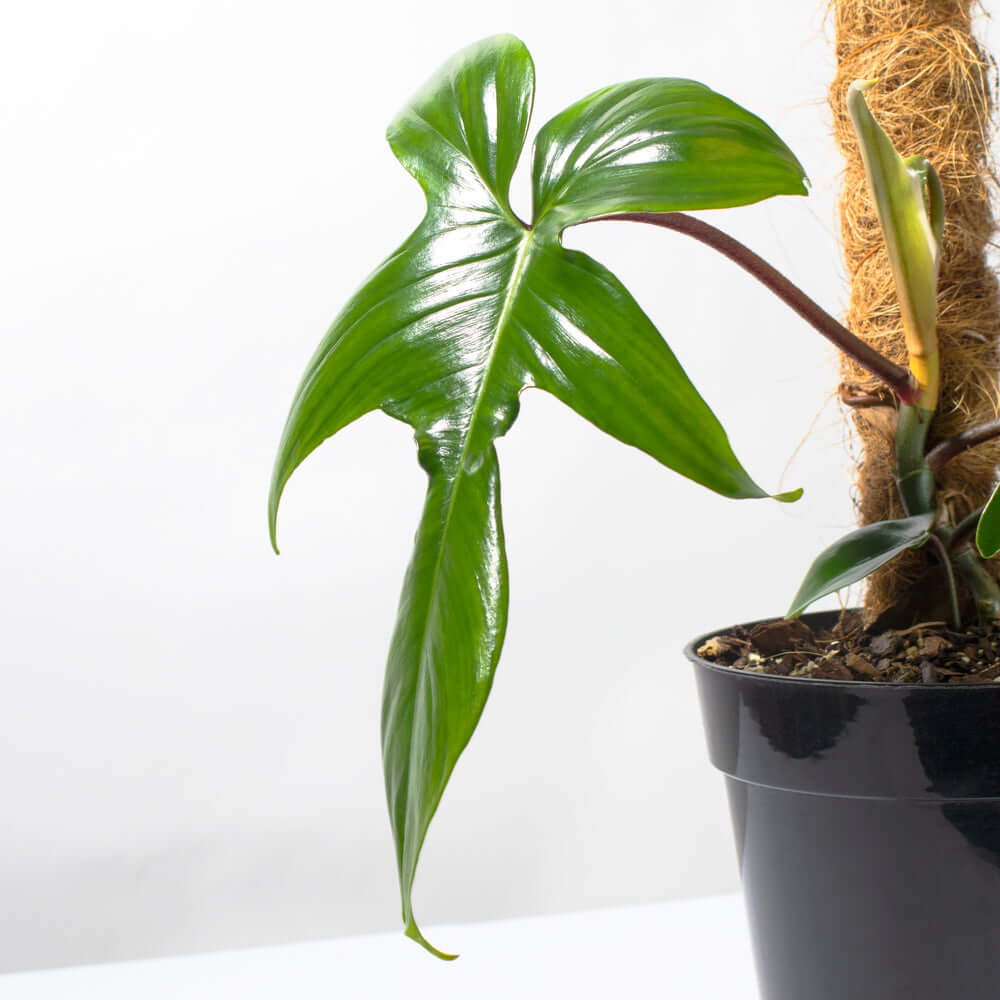 Philodendron ‘Florida Ghost’ - Cheeky Garden