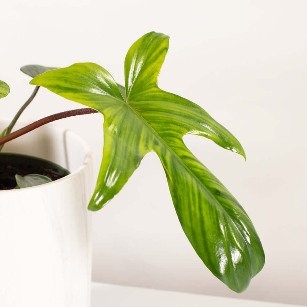 Philodendron ‘Florida Ghost’ - Cheeky Garden