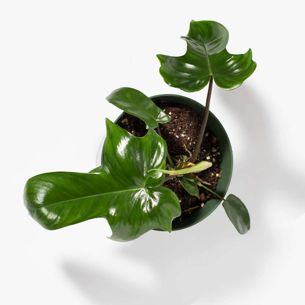 Philodendron ‘Florida Ghost’ - Cheeky Garden
