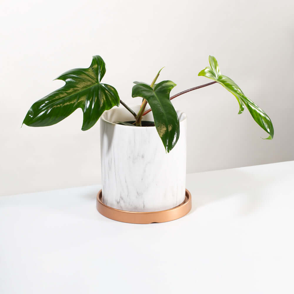 Philodendron ‘Florida Ghost’ - Cheeky Garden