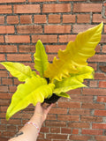 Philodendron Golden Crocodile - Cheeky Garden