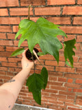 Philodendron Mayoi - Cheeky Garden
