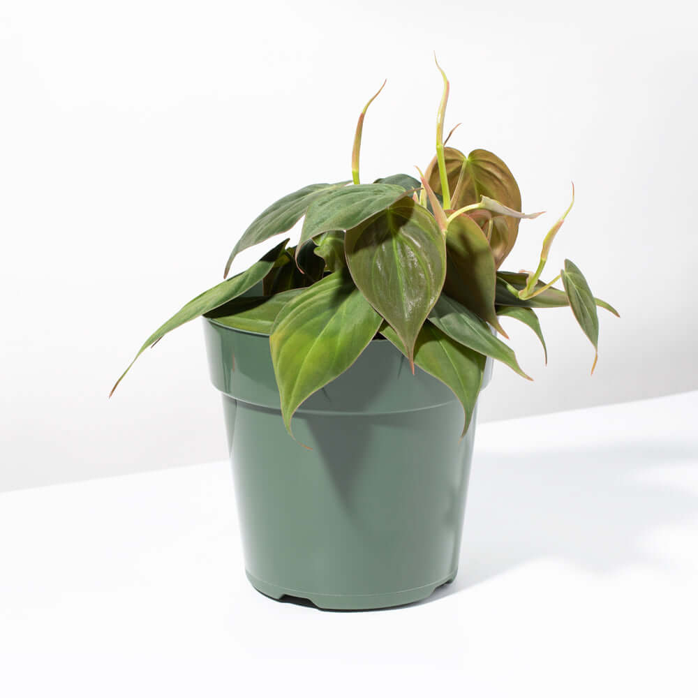 Philodendron Micans – Velvet Leaf Vining Plant - Cheeky Garden