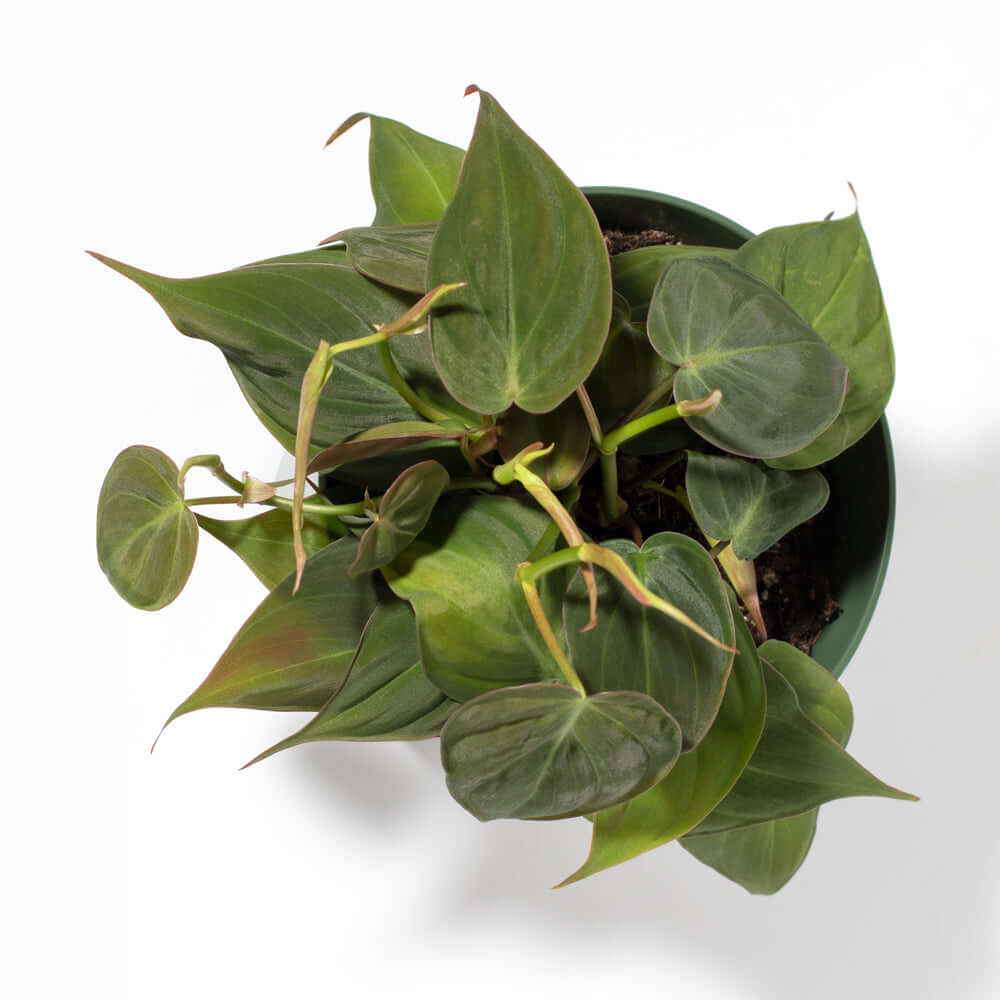 Philodendron Micans – Velvet Leaf Vining Plant - Cheeky Garden