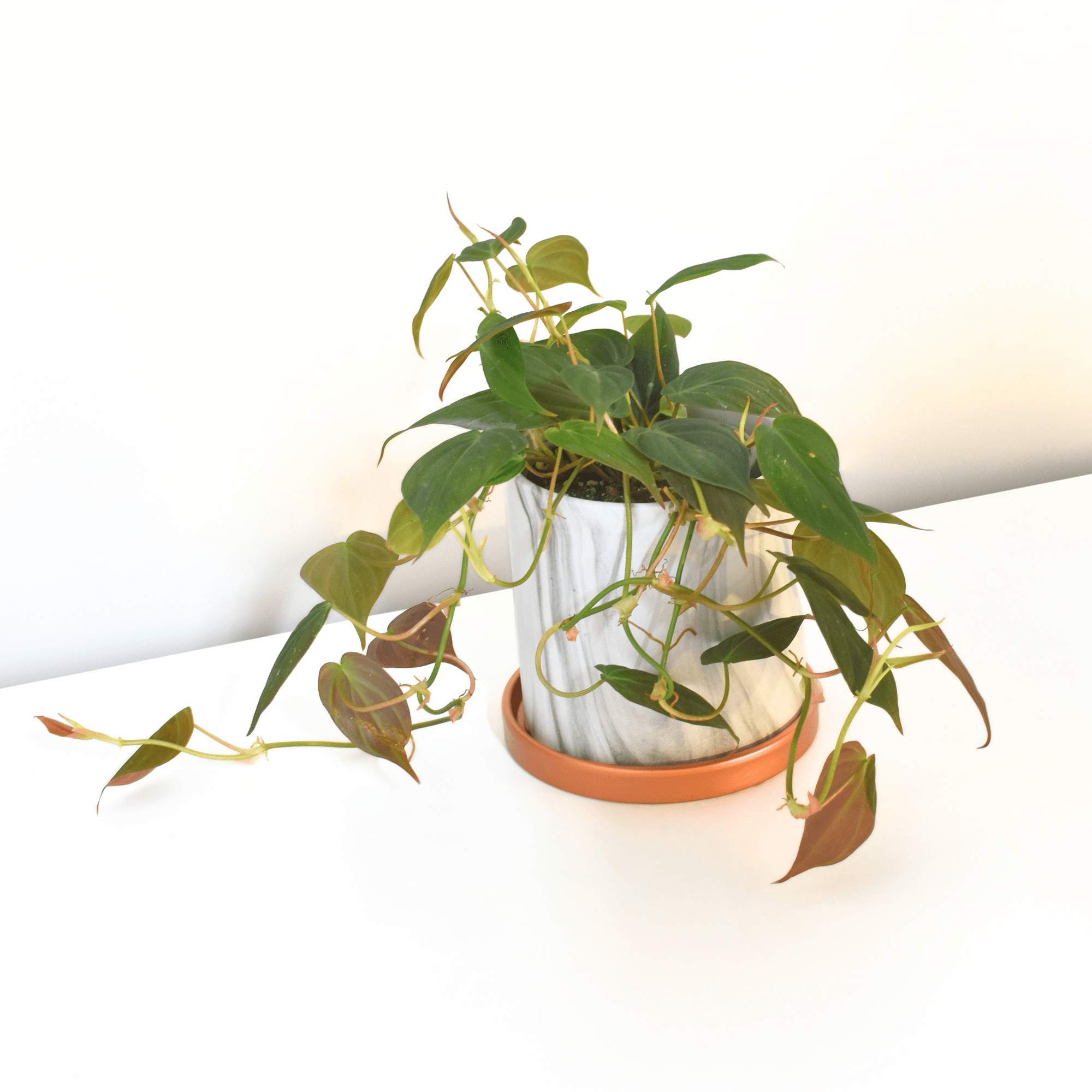 Philodendron Micans – Velvet Leaf Vining Plant - Cheeky Garden
