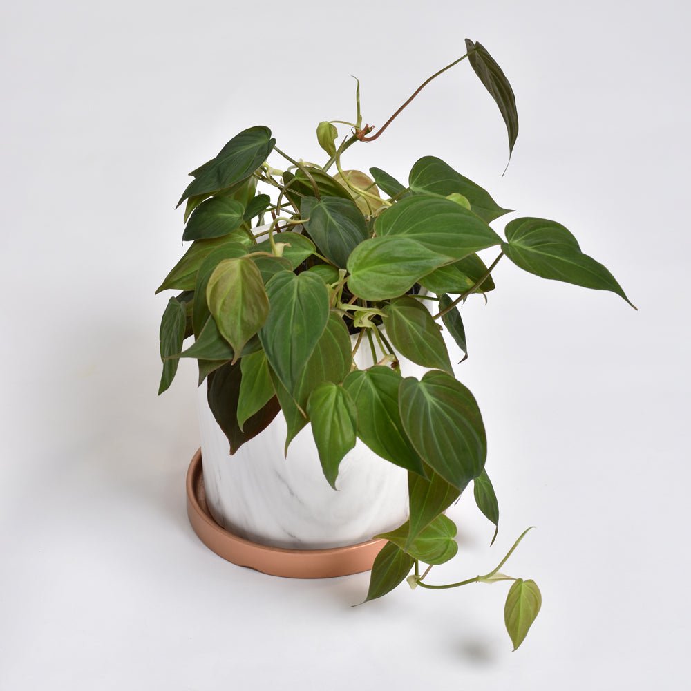 Philodendron Micans – Velvet Leaf Vining Plant - Cheeky Garden