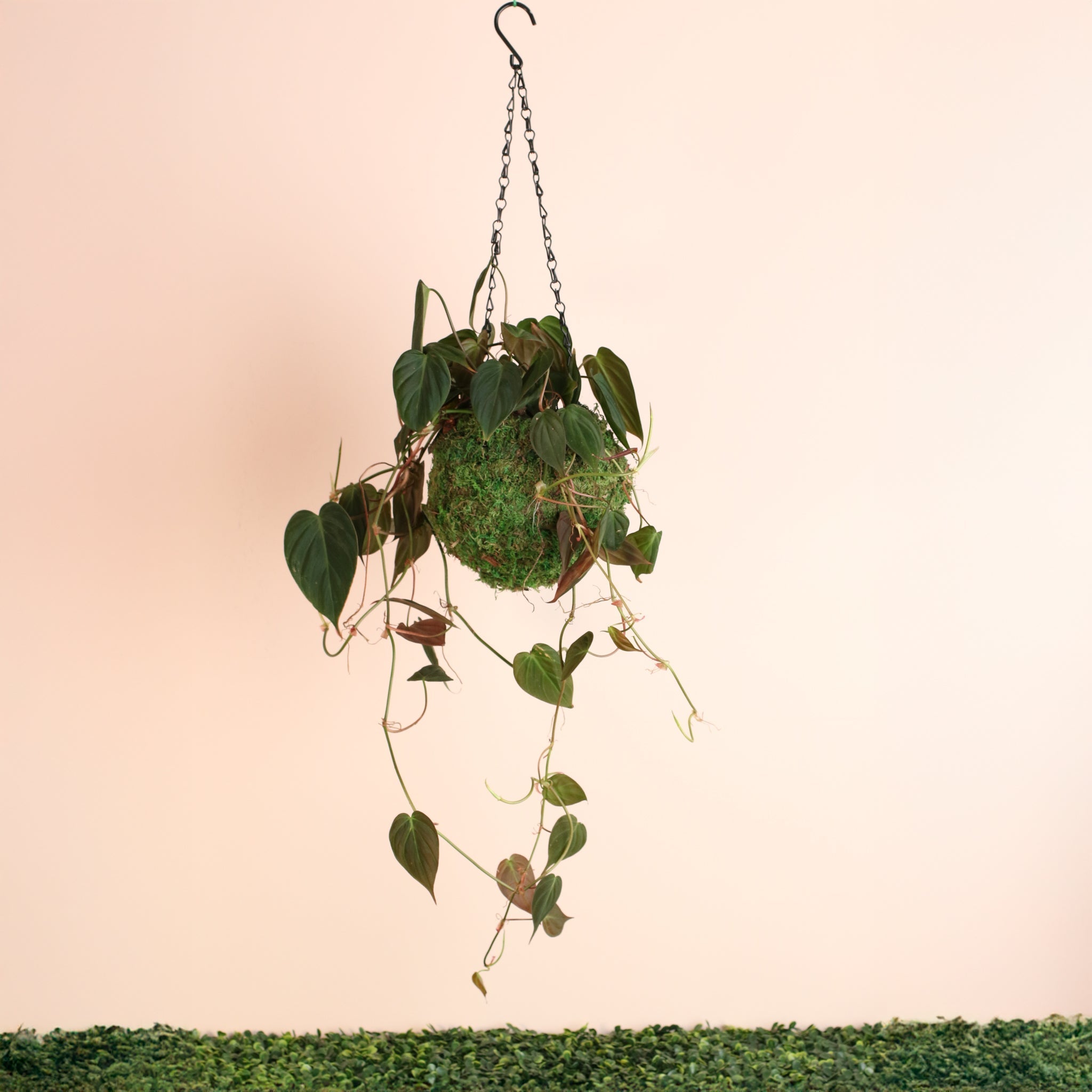 Philodendron Micans – Velvet Leaf Vining Plant - Cheeky Garden