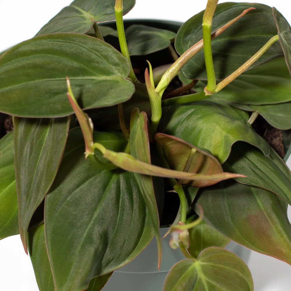 Philodendron Micans – Velvet Leaf Vining Plant - Cheeky Garden