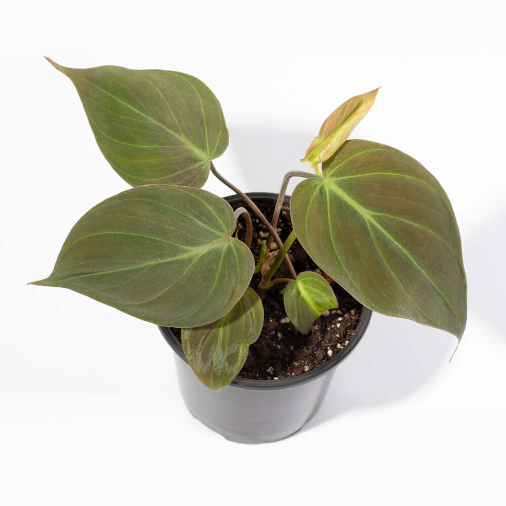 Philodendron Micans – Velvet Leaf Vining Plant - Cheeky Garden