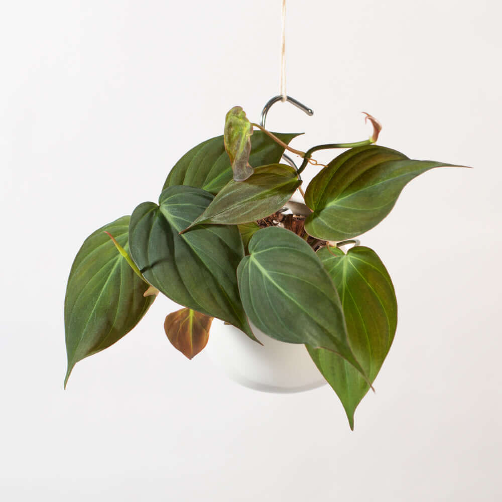 Philodendron Micans – Velvet Leaf Vining Plant - Cheeky Garden