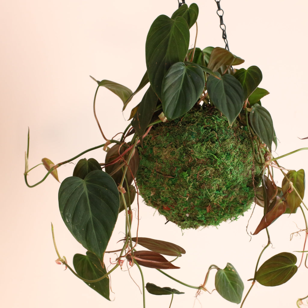 Philodendron Micans – Velvet Leaf Vining Plant - Cheeky Garden