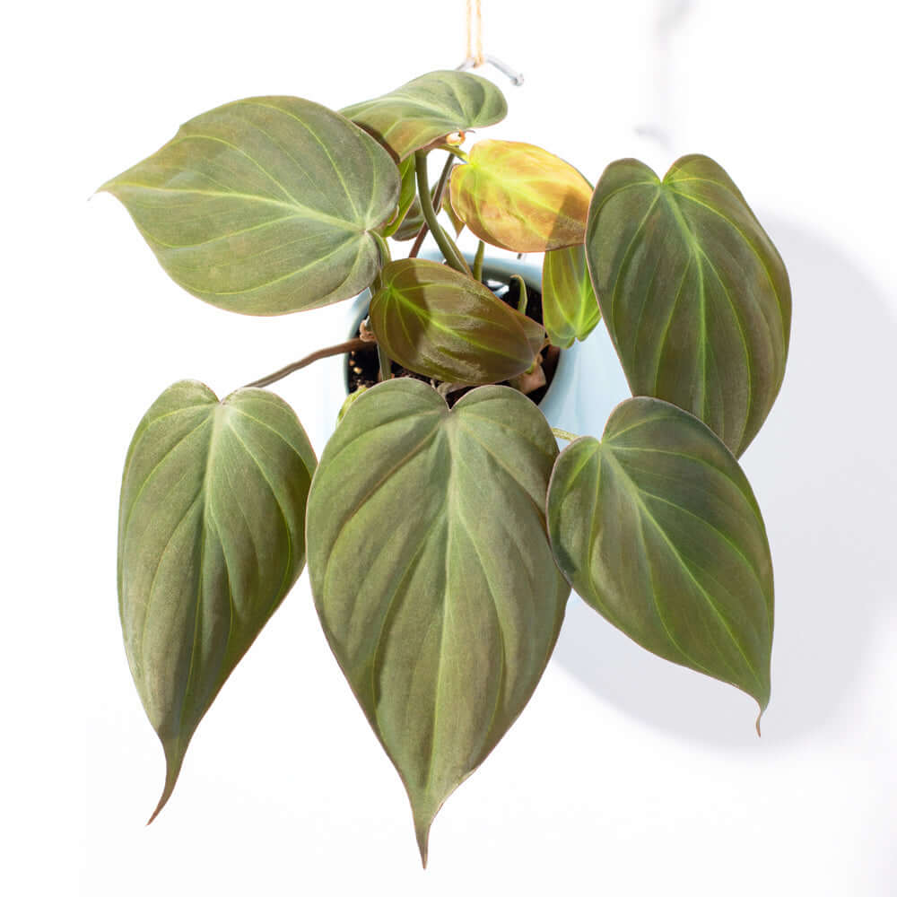 Philodendron Micans – Velvet Leaf Vining Plant - Cheeky Garden