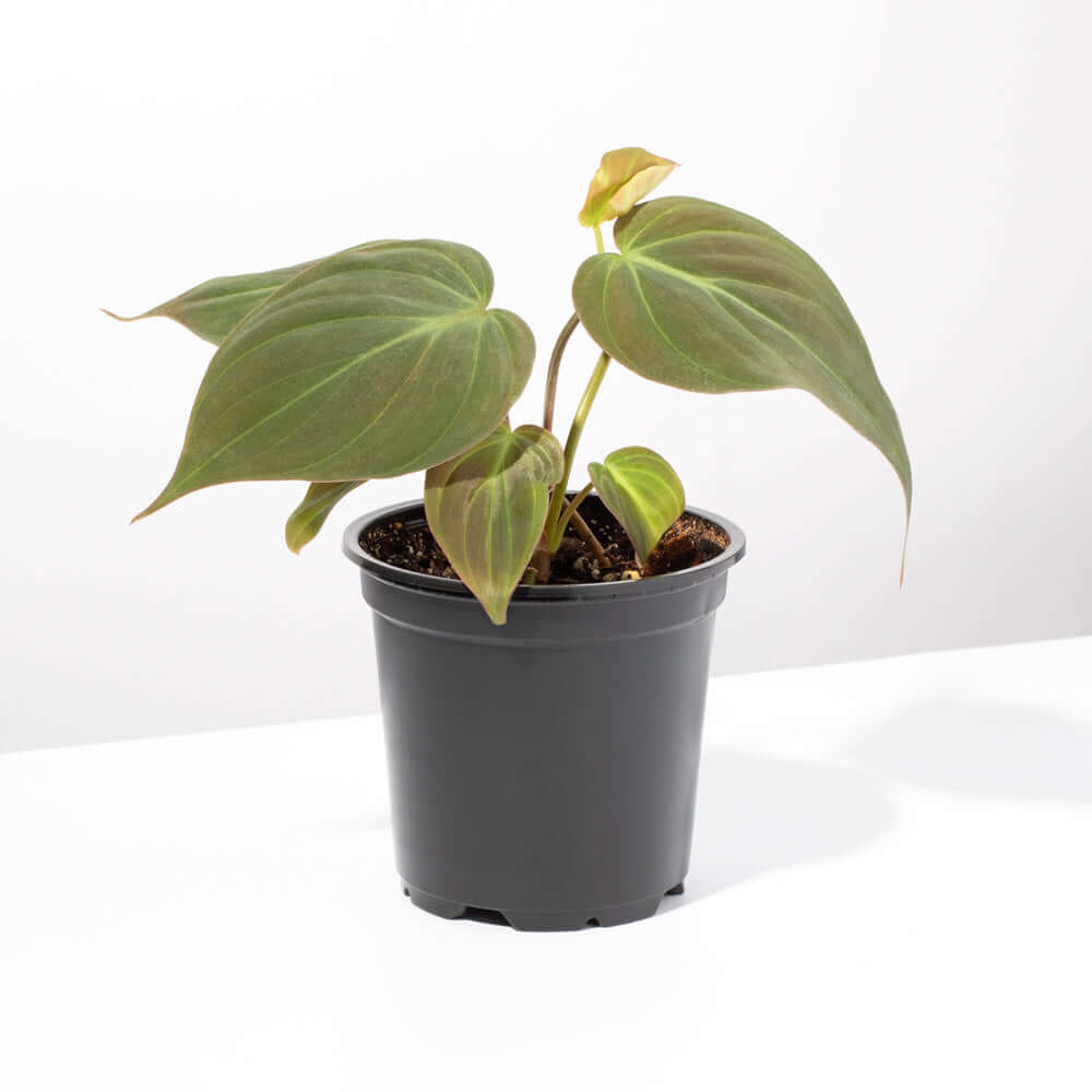 Philodendron Micans – Velvet Leaf Vining Plant - Cheeky Garden