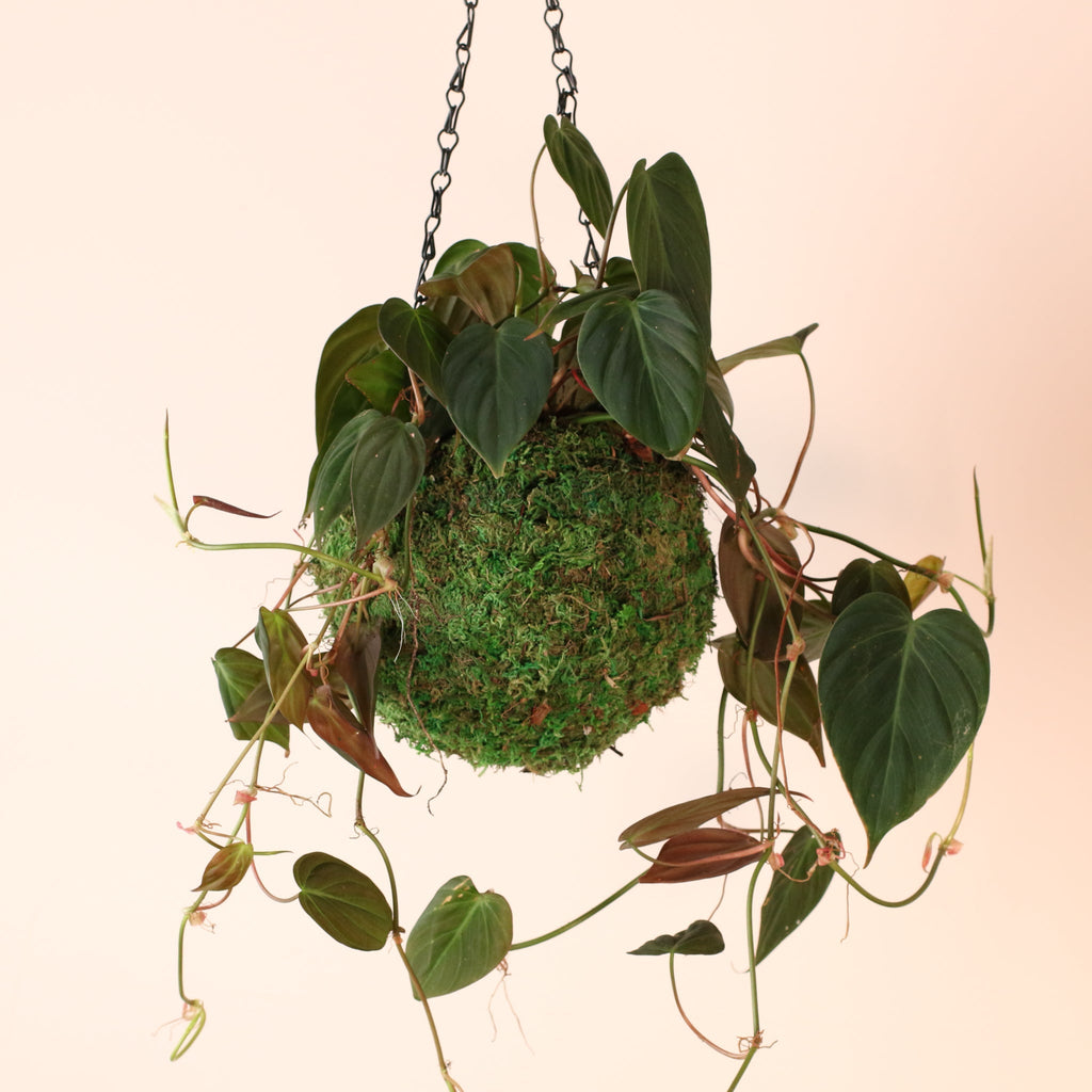 Philodendron Micans – Velvet Leaf Vining Plant - Cheeky Garden
