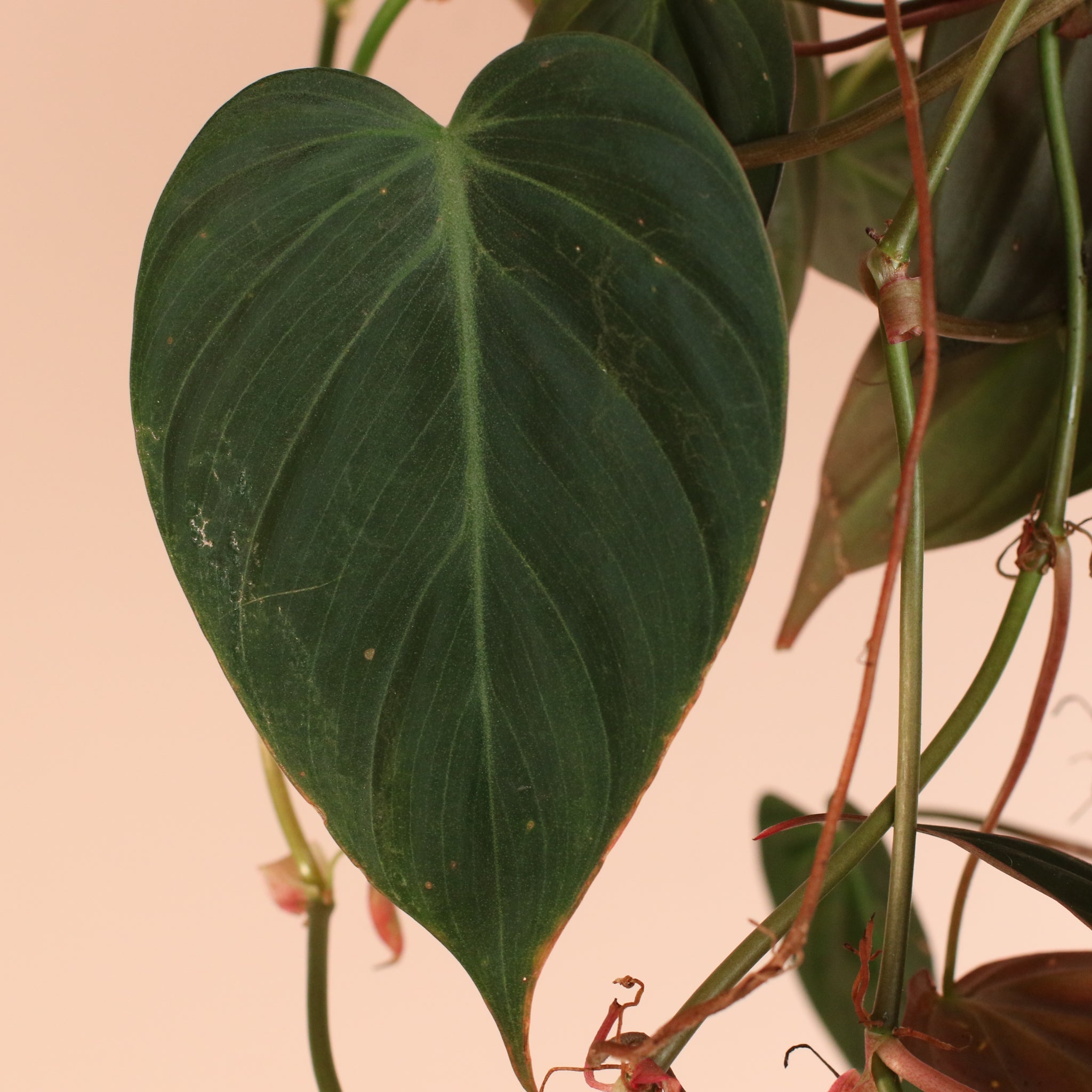 Philodendron Micans – Velvet Leaf Vining Plant - Cheeky Garden