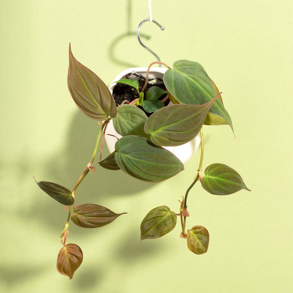 Philodendron Micans – Velvet Leaf Vining Plant - Cheeky Garden