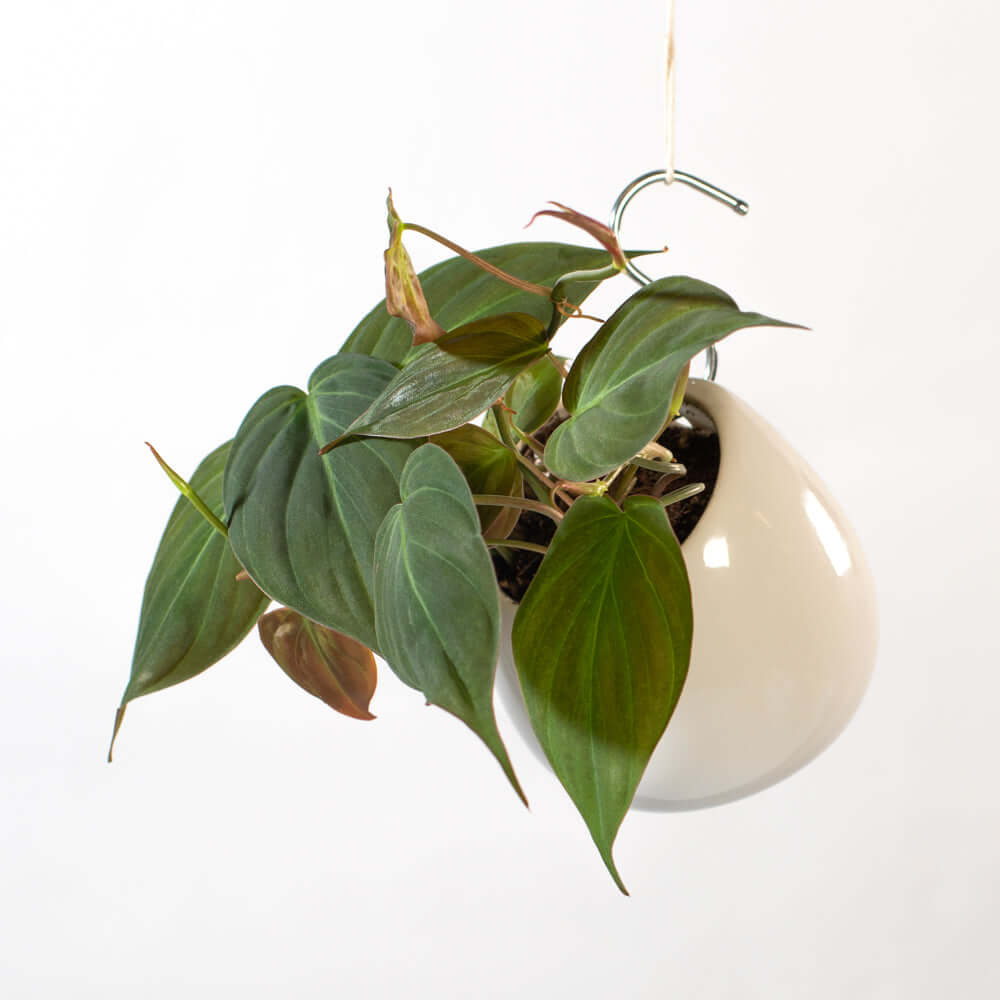 Philodendron Micans – Velvet Leaf Vining Plant - Cheeky Garden