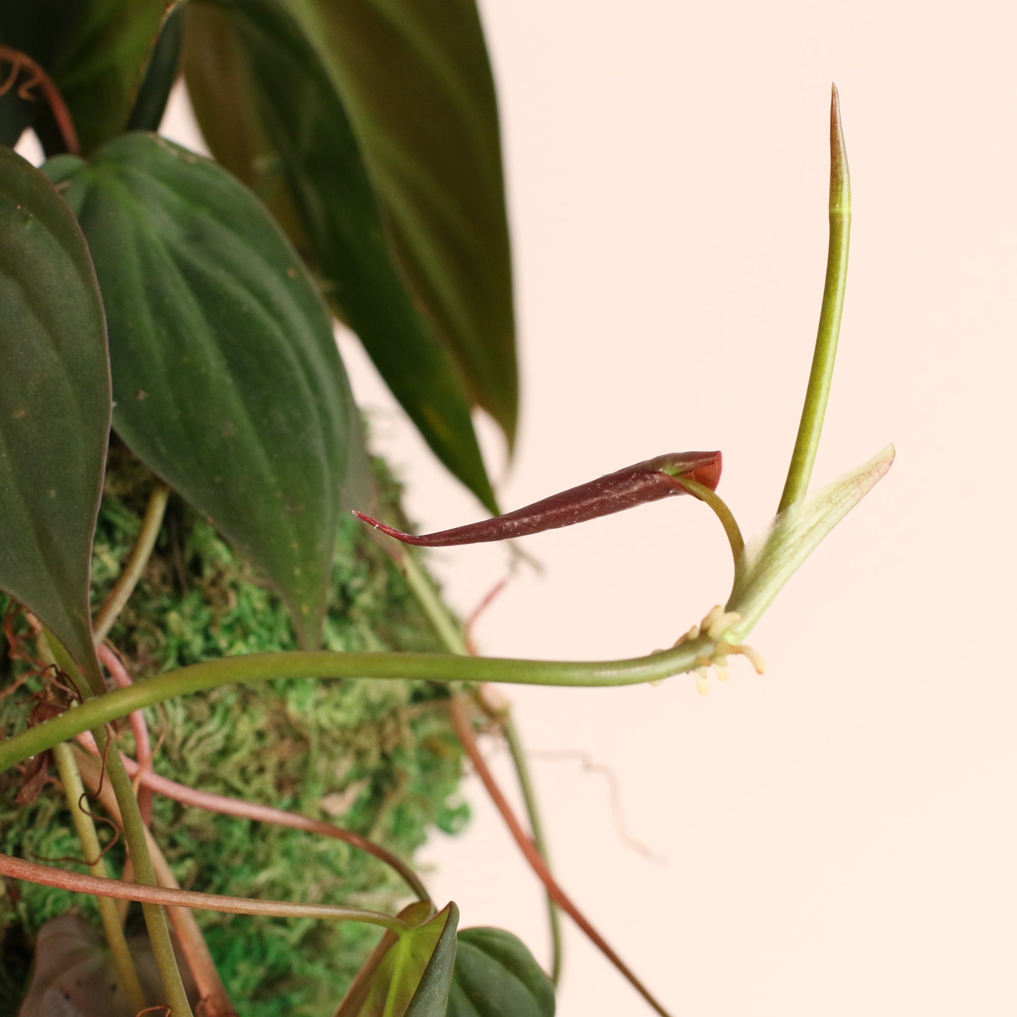 Philodendron Micans – Velvet Leaf Vining Plant - Cheeky Garden