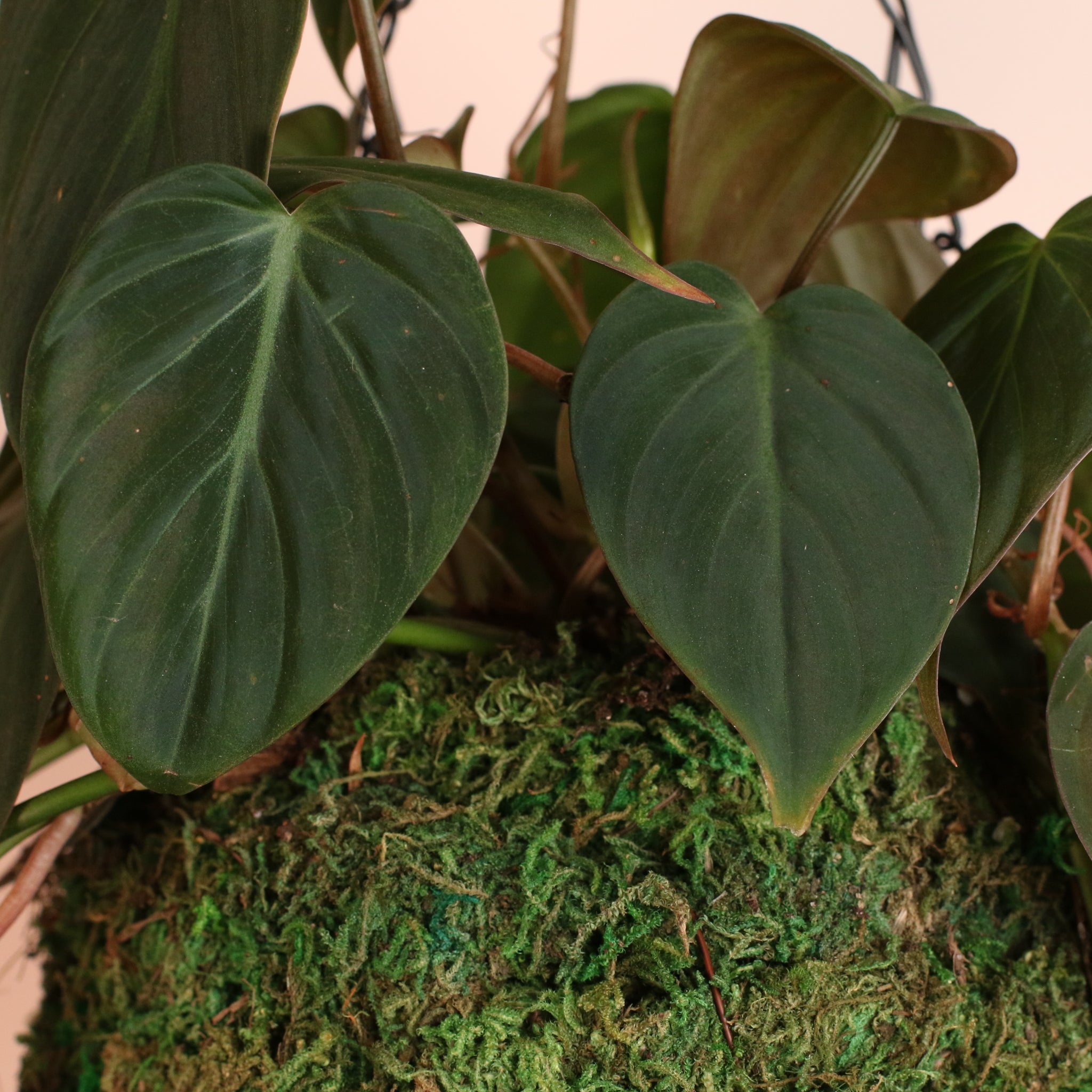Philodendron Micans – Velvet Leaf Vining Plant - Cheeky Garden