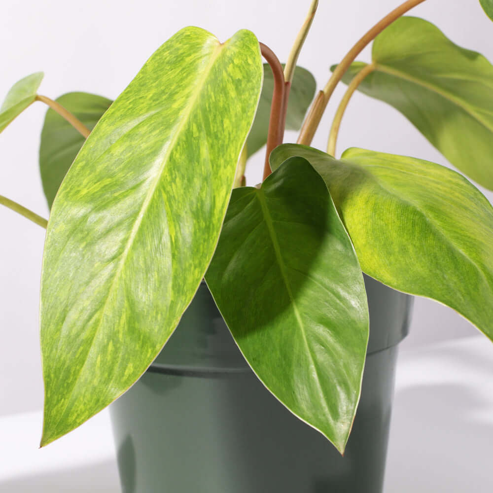 Philodendron 'Painted Lady' - Cheeky Garden