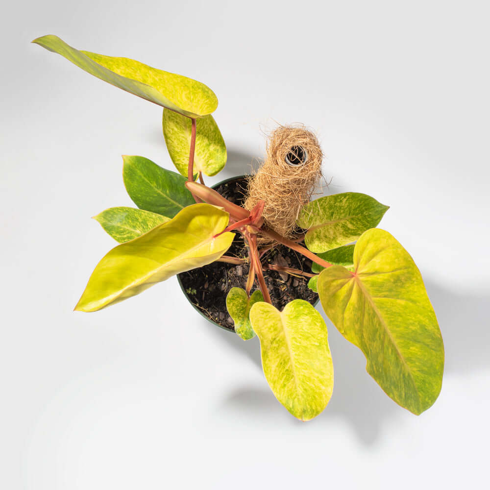 Philodendron 'Painted Lady' - Cheeky Garden