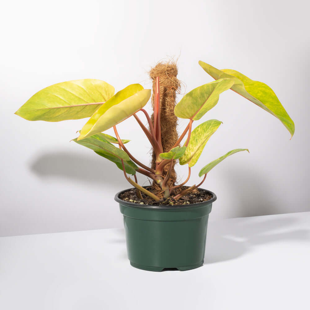 Philodendron 'Painted Lady' - Cheeky Garden