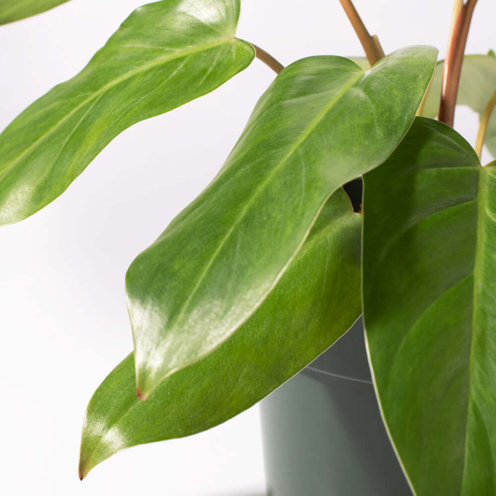Philodendron 'Painted Lady' - Cheeky Garden