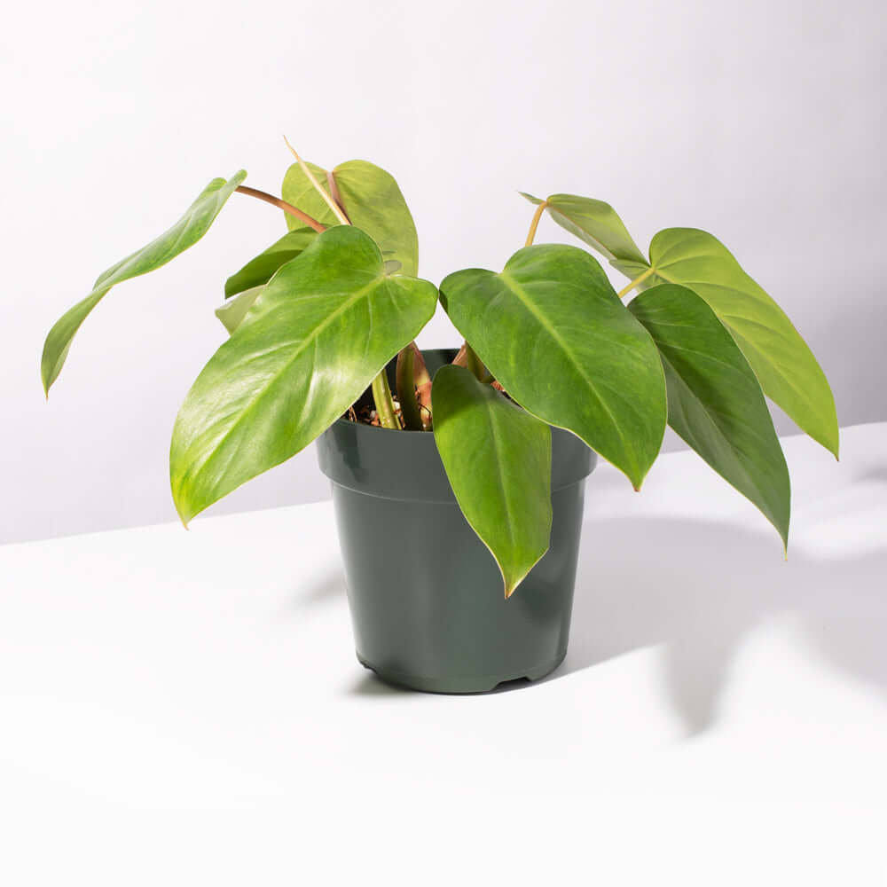 Philodendron 'Painted Lady' - Cheeky Garden