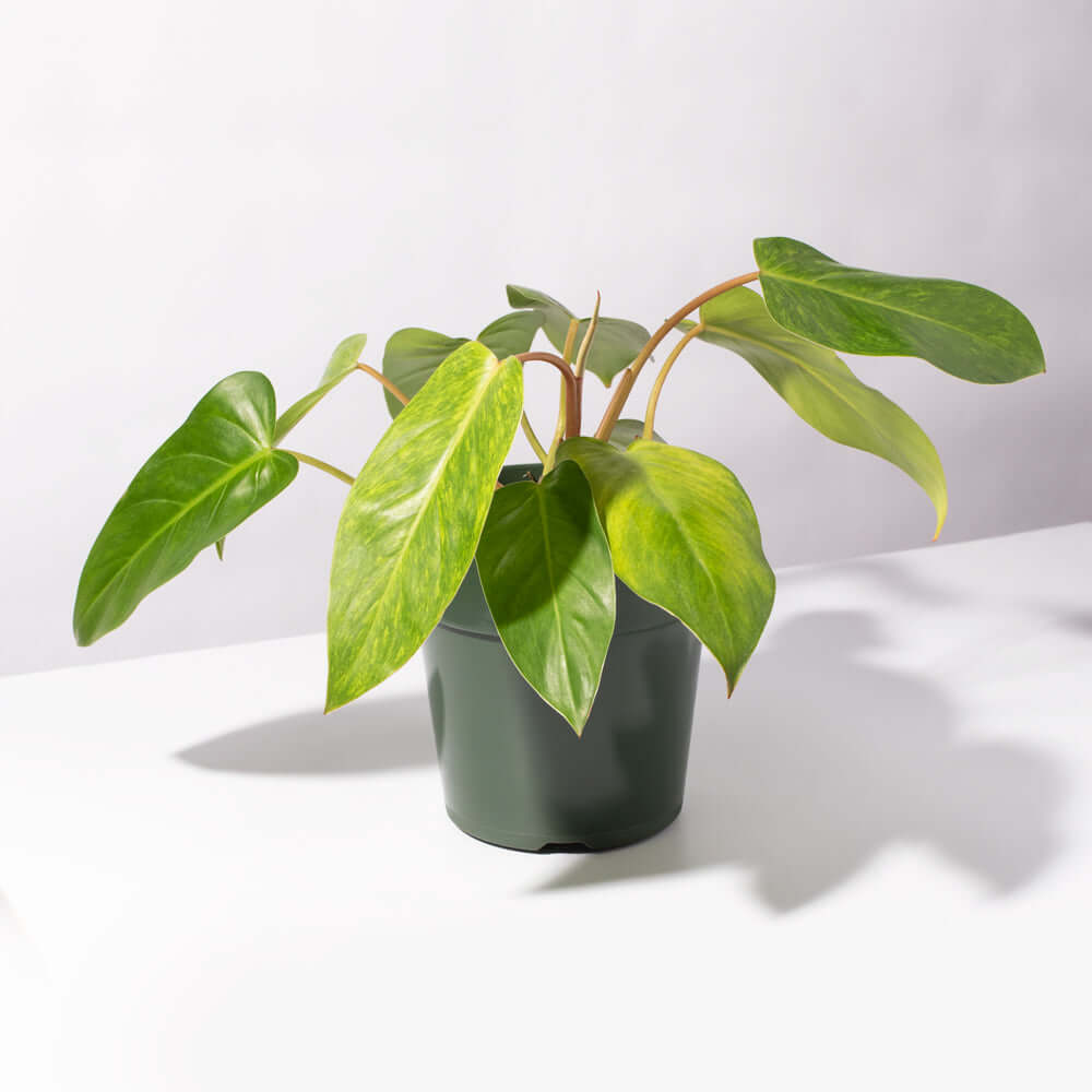 Philodendron 'Painted Lady' - Cheeky Garden