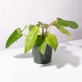 Philodendron 'Painted Lady' - Cheeky Garden