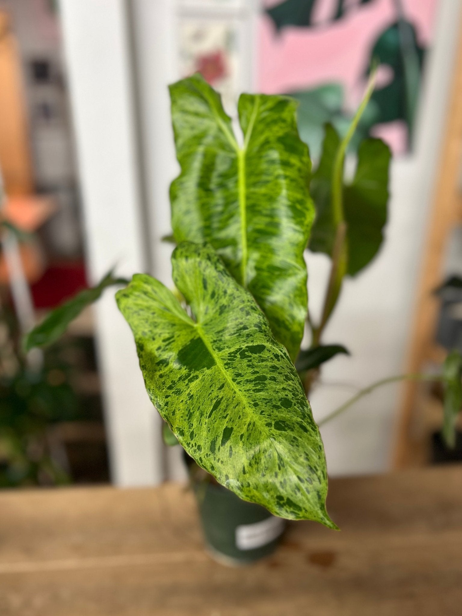 Philodendron Paraiso Verde - Cheeky Garden