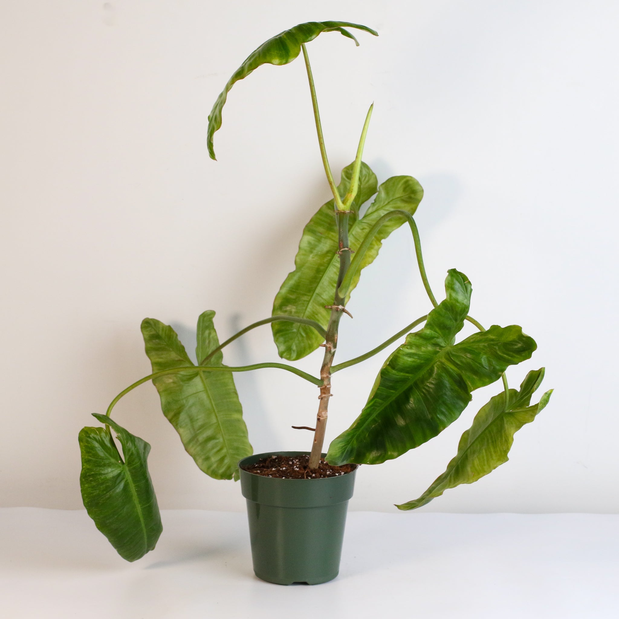 Philodendron Paraiso Verde - Cheeky Garden