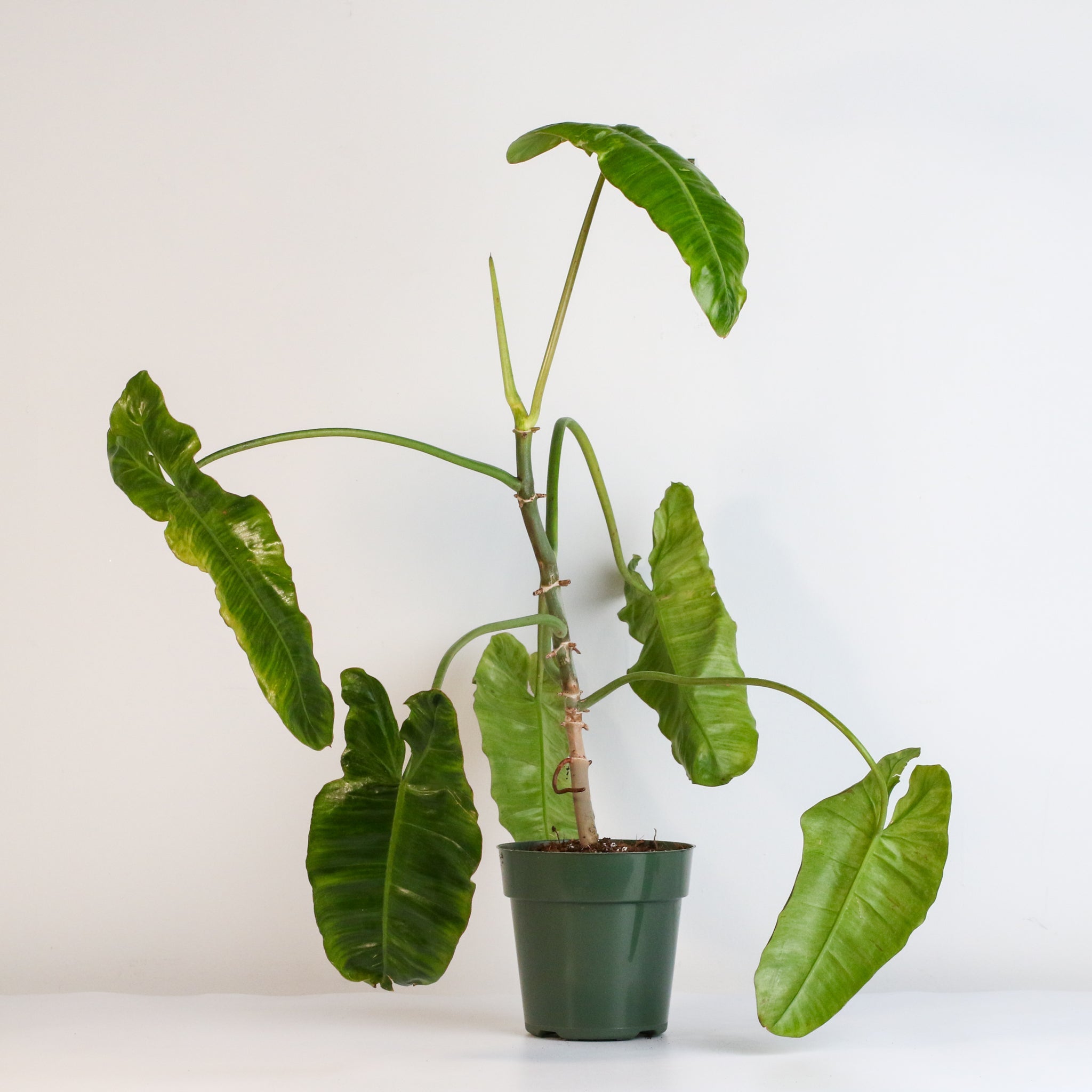 Philodendron Paraiso Verde - Cheeky Garden