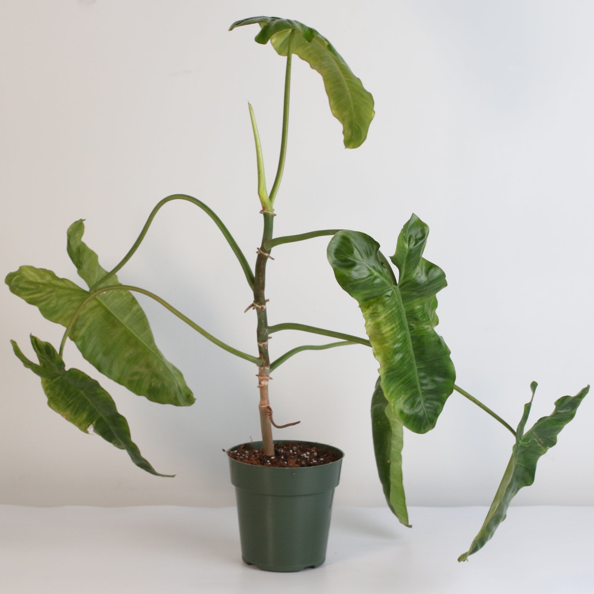 Philodendron Paraiso Verde - Cheeky Garden