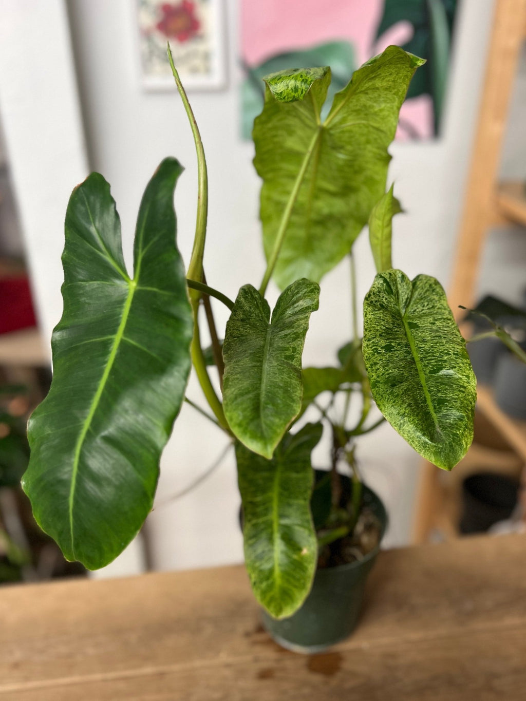 Philodendron Paraiso Verde - Cheeky Garden
