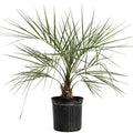Pindo Palm - Cheeky Garden