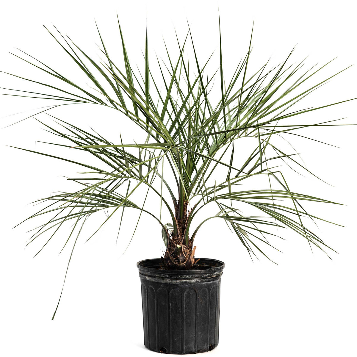Pindo Palm - Cheeky Garden