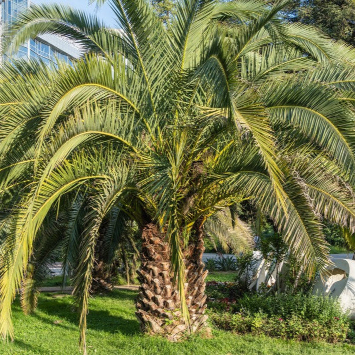 Pindo Palm - Cheeky Garden
