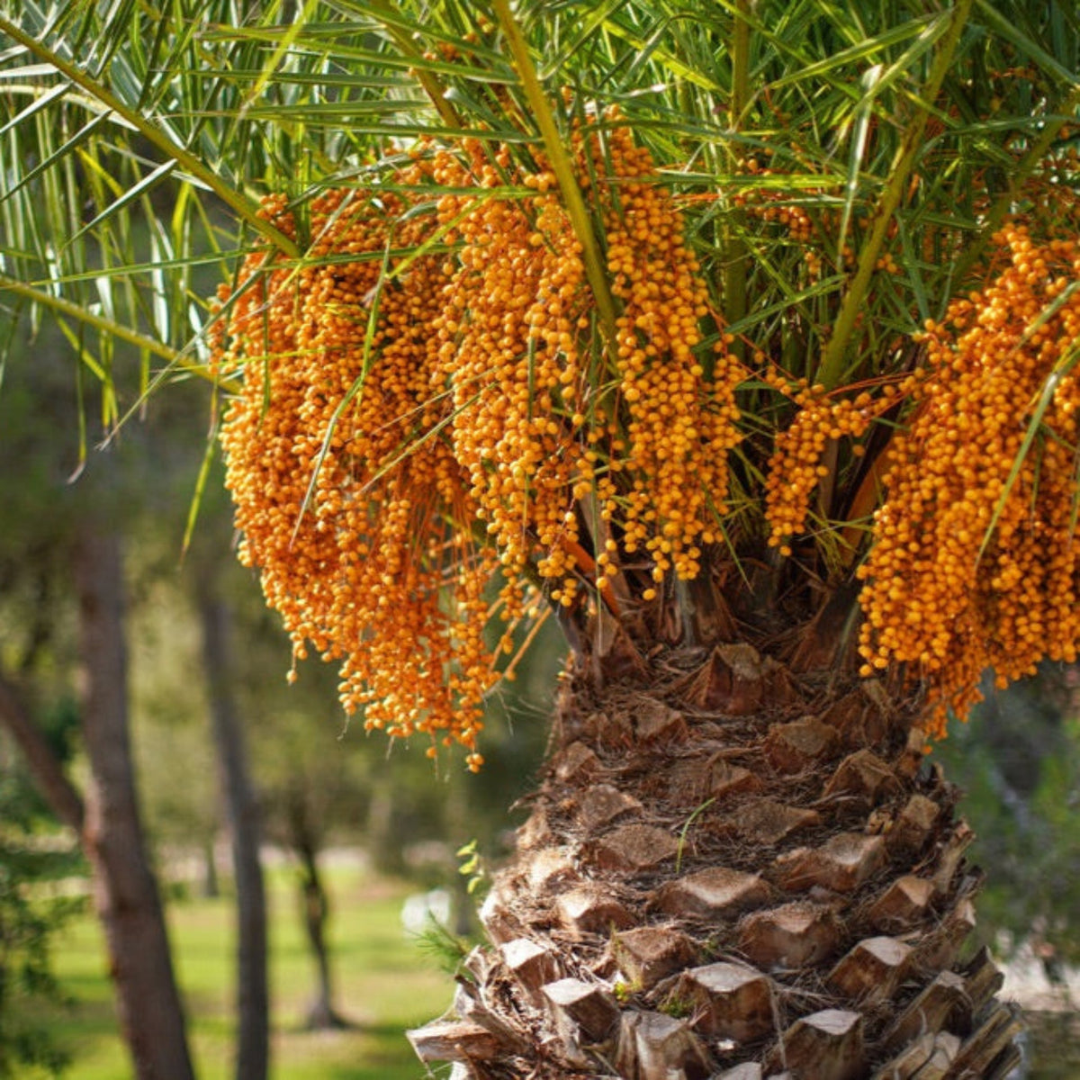 Pindo Palm - Cheeky Garden